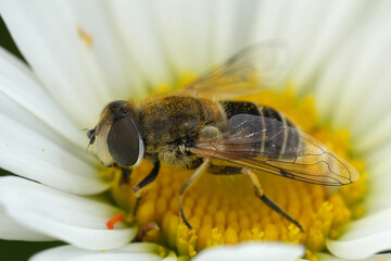 Wall Mural - Colorful closeup on a European drone fly, Eristalis arbustorum in a white Ox-Eye Daisy flower, Leucanthemum vulgare