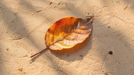 Wall Mural - Leaf that has been dried on the sandy ground