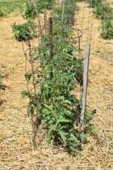 Canvas Print - Tomato Plants in Cages with Straw Bedding in a Garden