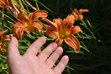 Wall Mural - Hand by Orange Daylily Flowers