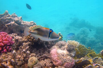 Wall Mural - Colorful tropical fish (Assasi triggerfish, Rhinecanthus assasi) and marine life on the coral reef. Underwater ecosystem, photo from scuba diving. Corals and fish in the shallow ocean.