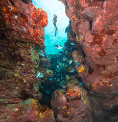 Wall Mural - Free Diver Exploring Sea Bottom. Coral Reef with Colored Hard Corals and Fish. Marsa Alam, Egypt.