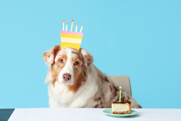 Wall Mural - Cute Australian Shepherd dog in headband with Birthday cake at table on blue background