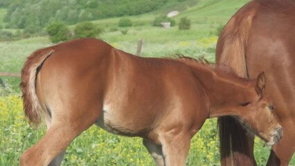 Canvas Print - little sorrel foal grazing with his mom at pasture. sunny evening