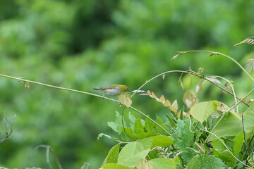 Sticker - white eye in a forest