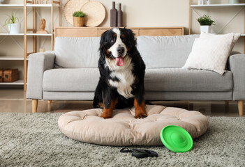 Wall Mural - Cute Bernese mountain dog with frisbee and lead sitting at home