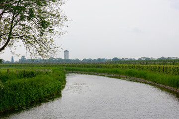 Wall Mural - Spring landscape along the river with green grass and trees, The Kromme Rijn river is running from the Nederrijn at Wijk bij Duurstede to the Stadsbuitengracht in the province of Utrecht, Netherlands.