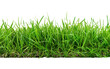 © Tabassum - Strip of green fresh grass on transparent or white background