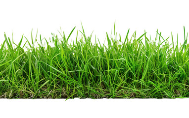 strip of green fresh grass on transparent or white background