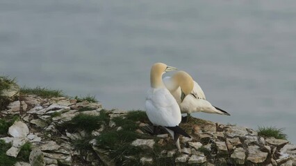 Sticker - Northern Gannet, Morus bassanus, birds on cliffs, Bempton Cliffs, North Yorkshire, England	