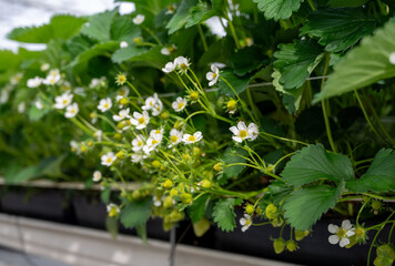 Wall Mural - Dutch glass greenhouse, cultivation of strawberries, rows with growing strawberries plants