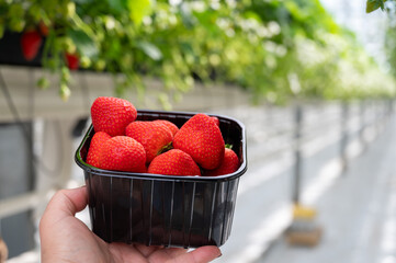 Wall Mural - Dutch glass greenhouse, cultivation of strawberries, rows with growing strawberries plants, new harvest of ripe red sweet strawberries