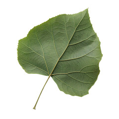 Wall Mural - cottonwood tree leaf isolated on transparent background. generative ai