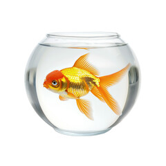 Goldfish in Fish Bowl on transparent or white background