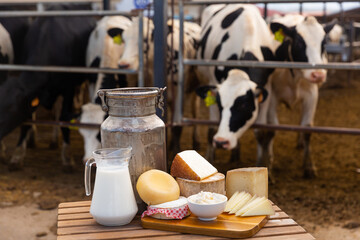 Dairy products - milk, cheese, cottage cheese on the background of cows in the barn