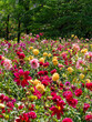 © しょこまろん - 鮮やかな色の花が咲くダリア園