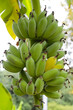 © Bowonpat - Banana fruits on tree. A cluster of bananas
