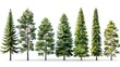 © hisilly - Towering Pines: Set of Tall Trees Isolated on White