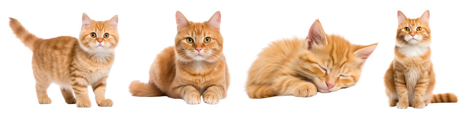 Poster - Cute orange cat png cut out element set