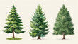 © khonkangrua - Illustrated comparison of three different evergreen trees showcasing distinct needle and branch patterns on a neutral background.