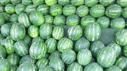 Canvas Print - A pile of striped watermelons