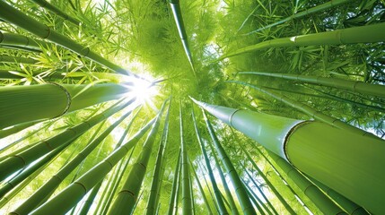 Poster - Sunlight filtering through a lush bamboo forest, highlighting tall green bamboo stalks reaching towards the sky. A serene nature scene.