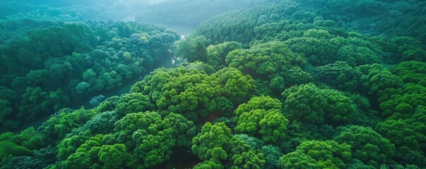 Poster - Aerial view of dense green forest canopy with misty mountains in the background, creating a serene and tranquil natural landscape scene.