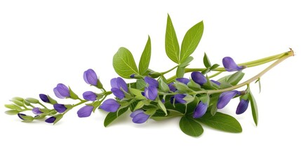 Baptisia (False Indigo) on white background