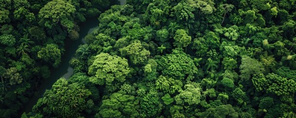 Poster - Aerial view of lush green rainforest canopy with dense foliage, highlighting the beauty and vastness of natural untouched wilderness.