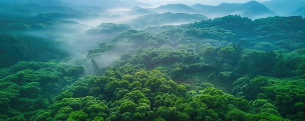 Aufkleber - Aerial view of lush green forest and rolling hills covered with morning mist, creating a serene and tranquil natural landscape.