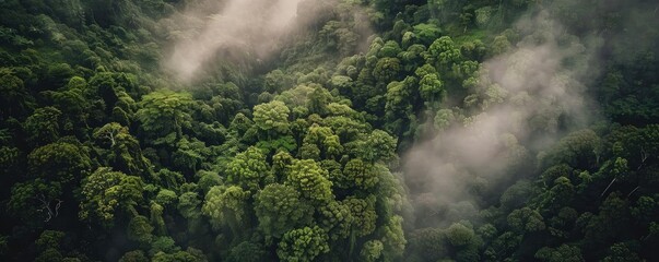 Poster - Aerial view of lush tropical forest with thick green foliage and mist, creating a serene and atmospheric landscape.