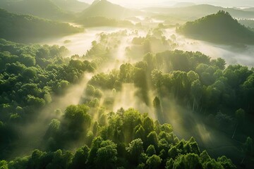Wall Mural - A breathtaking aerial view of a lush green forest valley blanketed with morning mist and illuminated by the warm, golden rays of the rising sun.