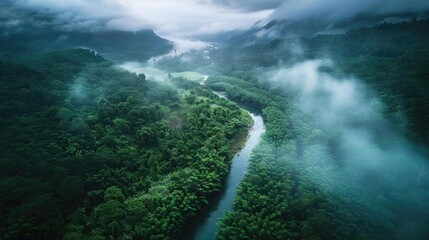 Poster - Aerial view of a winding river through lush, fog-covered rainforest, showcasing natural beauty and serene landscape amid misty clouds.