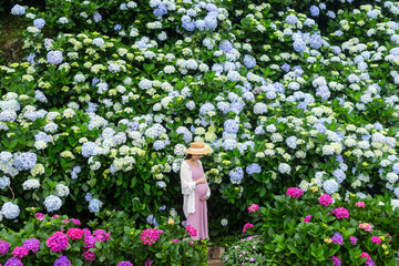 Poster - Pregnant woman hold with her tummy in Hydrangea flower garden