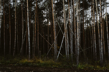 sinister moody picture of the edge of a forest with tall trees with the dark background in the back