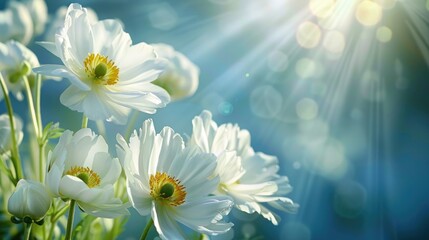 Wall Mural - beautiful white flowers on blue background in sunlight