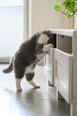 Sticker - British shorthair cat sticks its head in a cupboard