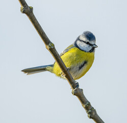 Wall Mural - Eurasian blue tit (Cyanistes caeruleus) on a branch