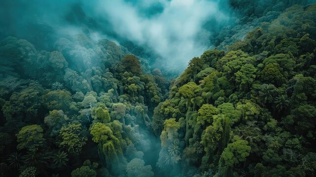 A breathtaking aerial view of a lush, misty rainforest with dense treetops and deep green foliage, captured in a serene and tranquil moment.