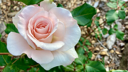 Pale pink rose with a perfect golden ratio