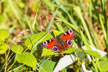 Sticker - Peacock butterfly sitting on a green leaf