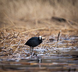 Wall Mural - Beautiful black coot swimming in the spring lake. Natural scenery with waterfowl.