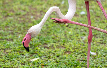 Sticker - Portrait of a pink flamingo in the park