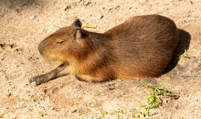 Poster - Capybara basks in the sun