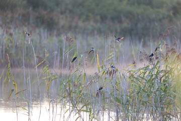 Wall Mural - Beautiful barn swallow flock resting in the reeds at the pond during misty sunrise in summer. Natural scenery of Latvia, Northern Europe.