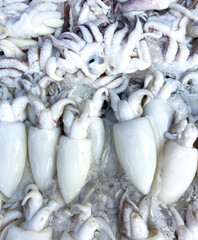 Wall Mural - Fresh squid on a market stall