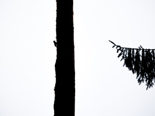 Wall Mural - A beautiful woodpecker on the pine tree. Silhouetted against the light sky. Autumn scenery of Latvia, Northern Europe.