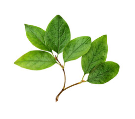 Wall Mural - twig with green leaves isolated on white or transparent background