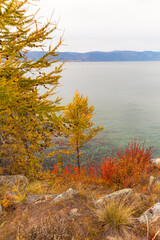 Wall Mural - baikal lake on autumn day. yellowed larch trees an red bushes on rocky coast of olkhon island in oct