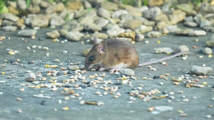 Wall Mural - a wood mouse (long tailed field, Apodemus sylvaticus) feeding in a garden patio area
